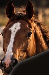 Cavalo alazão com mancha branca na face